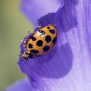 Harmonia conformis at Higgins, ACT - 4 Oct 2021