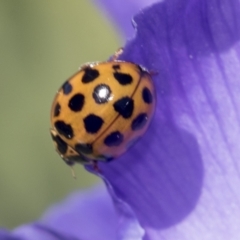 Harmonia conformis at Higgins, ACT - 4 Oct 2021