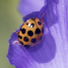 Harmonia conformis at Higgins, ACT - 4 Oct 2021