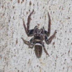 Opisthoncus sp. (genus) (Opisthoncus jumping spider) at Higgins, ACT - 4 Oct 2021 by AlisonMilton