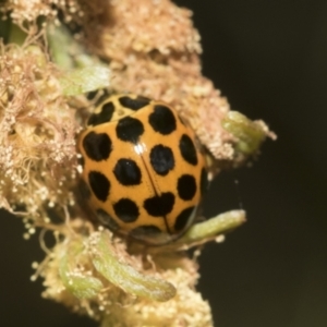 Harmonia conformis at Hawker, ACT - 4 Oct 2021