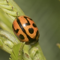 Peltoschema oceanica (Oceanica leaf beetle) at Hawker, ACT - 4 Oct 2021 by AlisonMilton