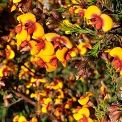 Dillwynia phylicoides (A Parrot-pea) at Cook, ACT - 5 Oct 2021 by drakes