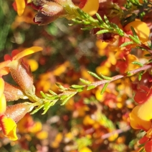 Dillwynia phylicoides at Cook, ACT - 6 Oct 2021