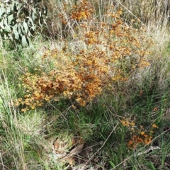 Dillwynia phylicoides at Cook, ACT - 6 Oct 2021 09:37 AM