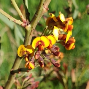 Daviesia mimosoides subsp. mimosoides at Cook, ACT - 6 Oct 2021