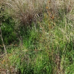 Daviesia mimosoides subsp. mimosoides at Cook, ACT - 6 Oct 2021