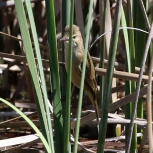 Acrocephalus australis at Jerrabomberra, ACT - 6 Oct 2021