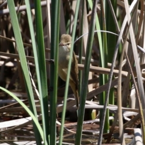 Acrocephalus australis at Jerrabomberra, ACT - 6 Oct 2021