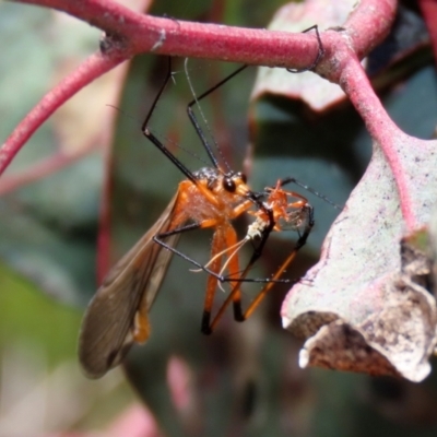 Harpobittacus australis (Hangingfly) at Symonston, ACT - 6 Oct 2021 by RodDeb