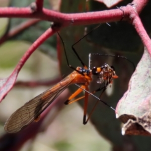 Harpobittacus australis at Symonston, ACT - 6 Oct 2021