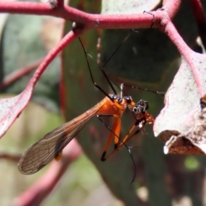 Harpobittacus australis at Symonston, ACT - 6 Oct 2021