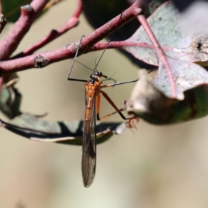 Harpobittacus australis at Symonston, ACT - 6 Oct 2021