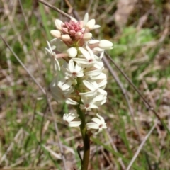 Stackhousia monogyna (Creamy Candles) at Symonston, ACT - 6 Oct 2021 by RodDeb