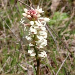 Stackhousia monogyna at Symonston, ACT - 6 Oct 2021