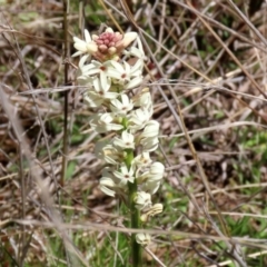 Stackhousia monogyna at Symonston, ACT - 6 Oct 2021