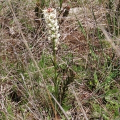 Stackhousia monogyna at Symonston, ACT - 6 Oct 2021