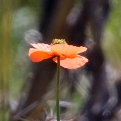 Papaver dubium (Longhead Poppy) at Symonston, ACT - 6 Oct 2021 by RodDeb