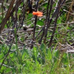 Papaver dubium at Symonston, ACT - 6 Oct 2021 12:46 PM