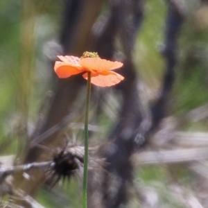 Papaver dubium at Symonston, ACT - 6 Oct 2021 12:46 PM