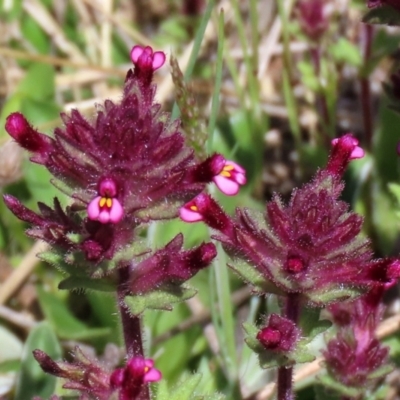 Parentucellia latifolia (Red Bartsia) at Symonston, ACT - 6 Oct 2021 by RodDeb