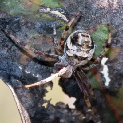 Salsa fuliginata (Sooty Orb-weaver) at Symonston, ACT - 6 Oct 2021 by RodDeb