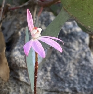 Caladenia fuscata at Tuggeranong DC, ACT - suppressed