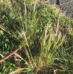 Austrostipa scabra (Corkscrew Grass, Slender Speargrass) at Belconnen, ACT - 6 Oct 2021 by jgiacon