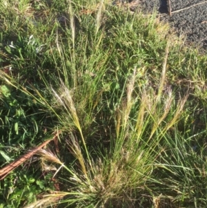 Austrostipa scabra at Belconnen, ACT - 7 Oct 2021