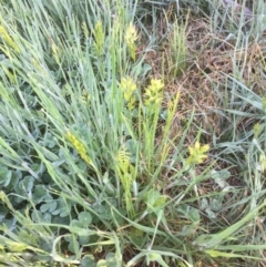 Bromus hordeaceus (A Soft Brome) at Emu Creek - 6 Oct 2021 by jgiacon