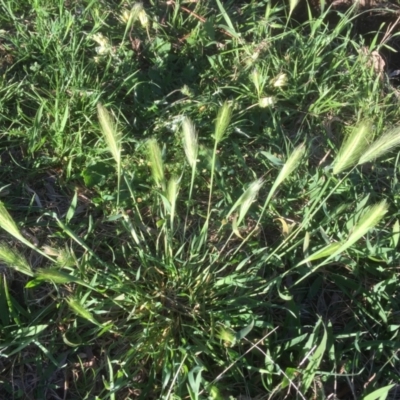 Hordeum leporinum (Barley Grass) at Flea Bog Flat to Emu Creek Corridor - 6 Oct 2021 by JohnGiacon