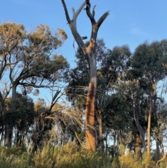 Callocephalon fimbriatum (Gang-gang Cockatoo) at Bruce Ridge to Gossan Hill - 6 Oct 2021 by bland