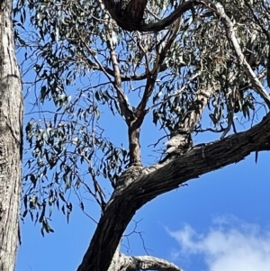 Podargus strigoides at Bruce, ACT - 6 Oct 2021