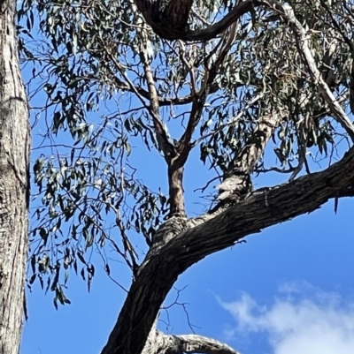 Podargus strigoides (Tawny Frogmouth) at Bruce Ridge to Gossan Hill - 6 Oct 2021 by bland