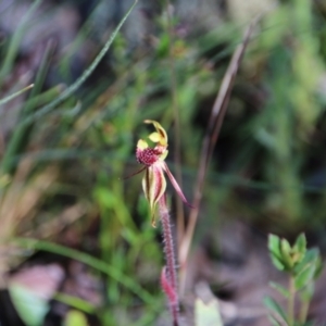 Caladenia actensis at suppressed - 6 Oct 2021