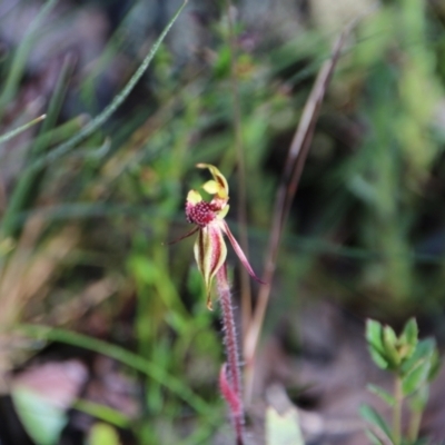 Caladenia actensis (Canberra Spider Orchid) at Downer, ACT by petersan