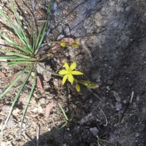 Bulbine sp. at Belconnen, ACT - 7 Oct 2021