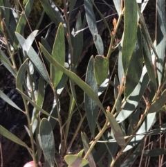 Daviesia mimosoides subsp. mimosoides at Tennent, ACT - 3 Oct 2021 by Tapirlord