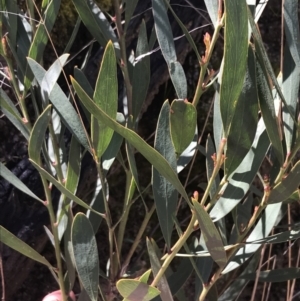 Daviesia mimosoides subsp. mimosoides at Tennent, ACT - 3 Oct 2021 11:13 AM