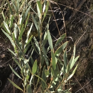 Daviesia mimosoides subsp. mimosoides at Tennent, ACT - 3 Oct 2021 11:13 AM