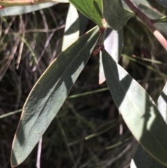 Daviesia mimosoides subsp. mimosoides at Tennent, ACT - 3 Oct 2021 11:13 AM