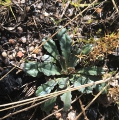 Brachyscome spathulata at Tennent, ACT - 3 Oct 2021 11:11 AM