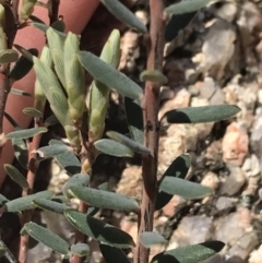 Acrothamnus hookeri (Mountain Beard Heath) at Tennent, ACT - 3 Oct 2021 by Tapirlord