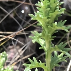 Euphrasia collina (Purple Eye-bright) at Tennent, ACT - 3 Oct 2021 by Tapirlord