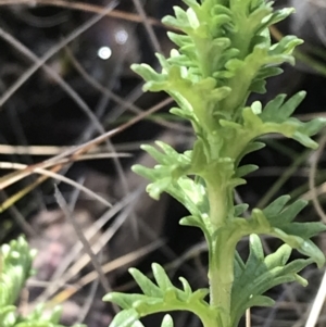 Euphrasia collina at Tennent, ACT - 3 Oct 2021 10:46 AM