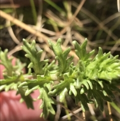 Euphrasia collina at Tennent, ACT - 3 Oct 2021 10:46 AM