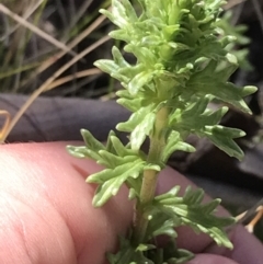 Euphrasia collina at Tennent, ACT - 3 Oct 2021 10:46 AM