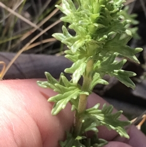 Euphrasia collina at Tennent, ACT - 3 Oct 2021 10:46 AM