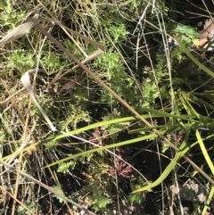 Euphrasia collina at Tennent, ACT - 3 Oct 2021 10:46 AM