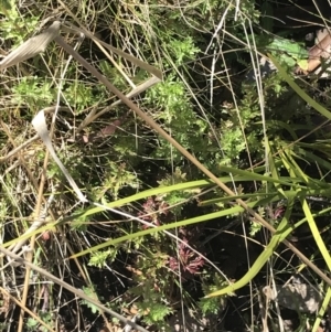 Euphrasia collina at Tennent, ACT - 3 Oct 2021 10:46 AM